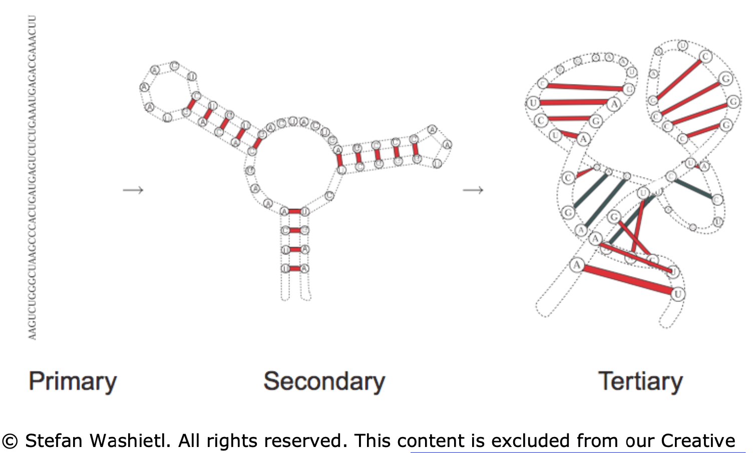 rna_structure