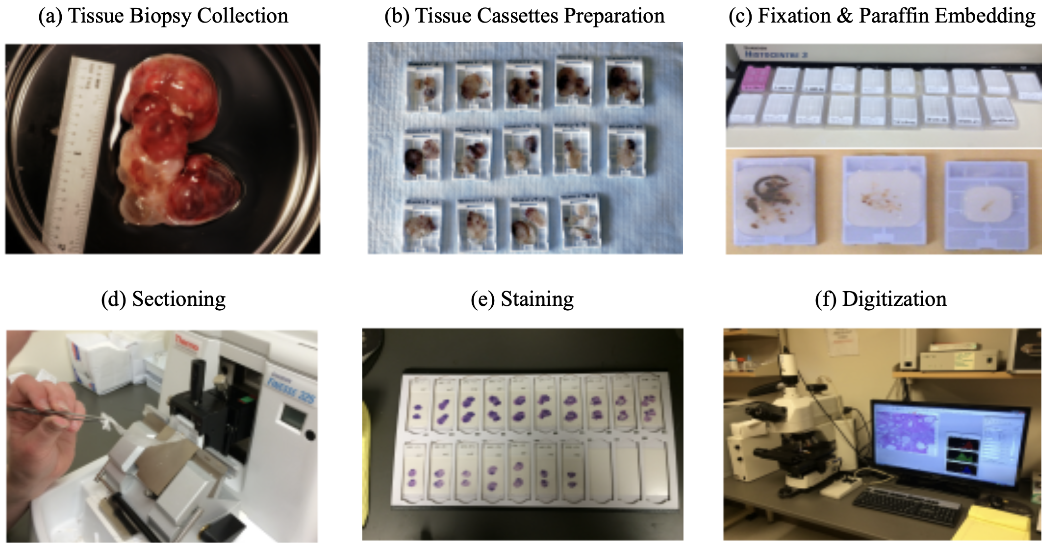 tissue_prep